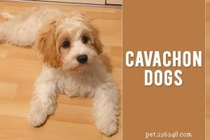 Bichon Poodle Mix (Poochon) Owner’s Guide: Traits, Care, and Lifespan