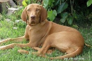Black Labrador Retriever: Comprehensive Guide to Black Labs