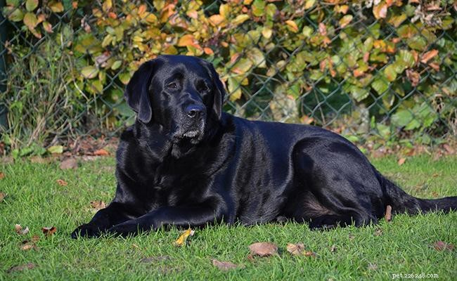 Black Labrador Retriever: Comprehensive Guide to Black Labs
