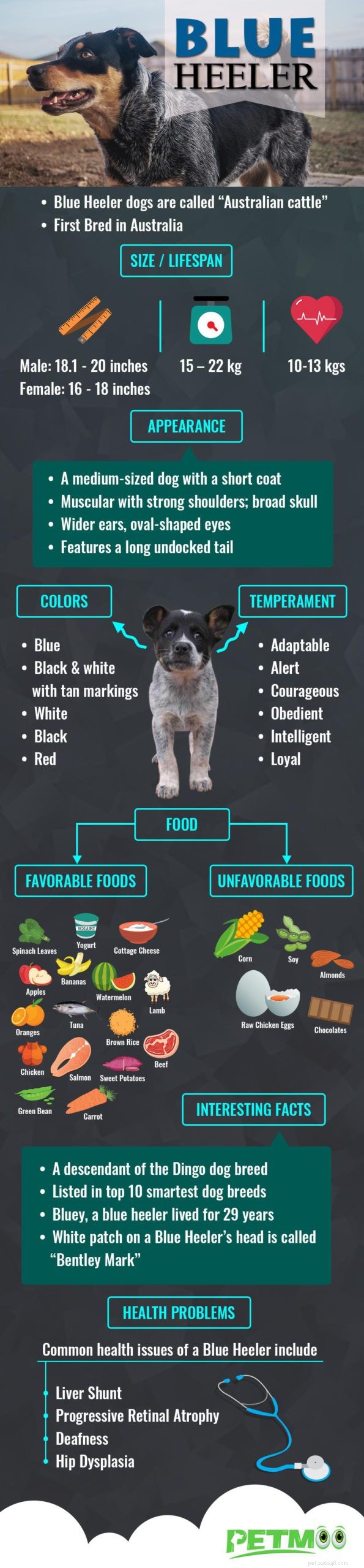 Blue Heeler (Australian Cattle Dog): The Ultimate Breed Guide