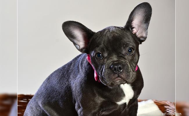 Blue French Bulldog: Essential Facts About the Rare, Adorable Breed