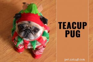 Blue French Bulldog: Essential Facts About the Rare, Adorable Breed
