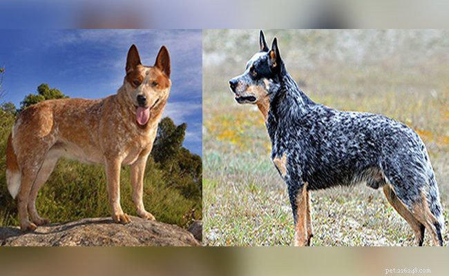 Blue Heeler (Australian Cattle Dog): The Ultimate Breed Guide