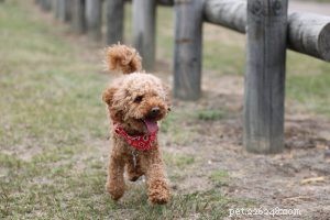 Blue Heeler (Australian Cattle Dog): The Ultimate Breed Guide
