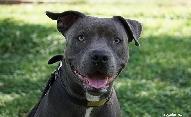 Blue Nose Pitbull: 13 Insightful Facts About America s Energetic Terrier