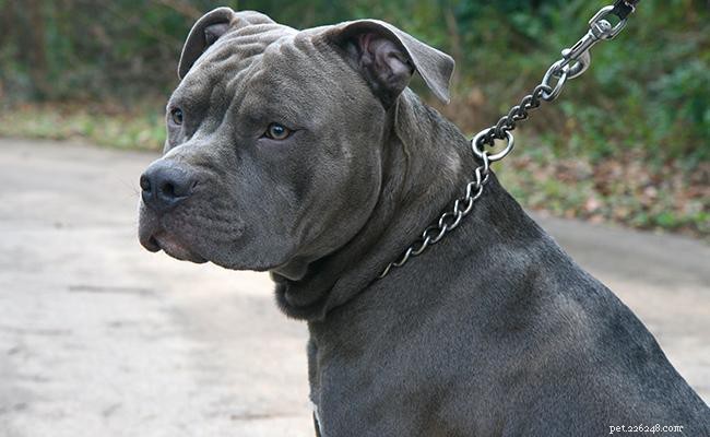 Blue Nose Pitbull: 13 Insightful Facts About America s Energetic Terrier