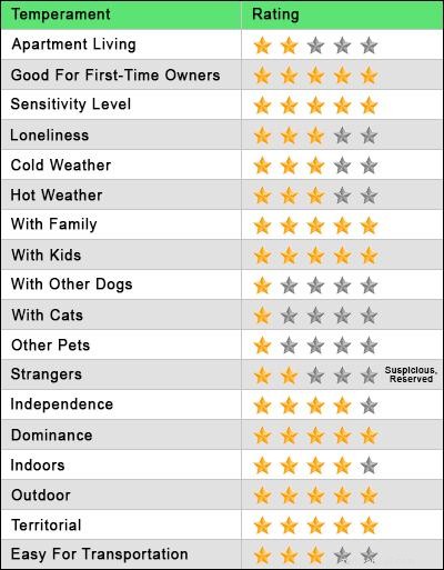 Blue Nose Pitbull: 13 Insightful Facts About America s Energetic Terrier