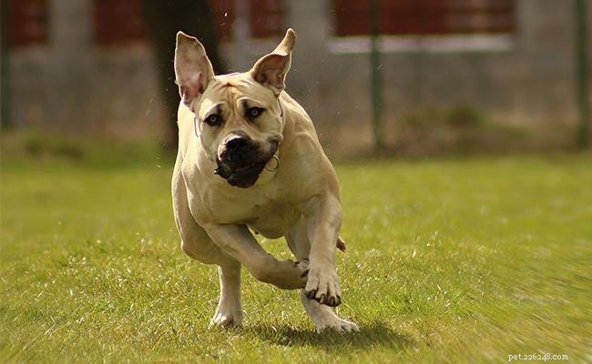 Boerboel Dog Breed Profile: 10 Key Facts You Must Know