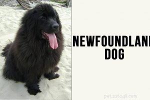 Border Collie Puppies: Complete Guide to Health, Lifespan, and Care