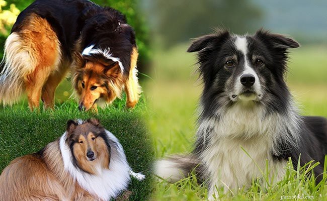Border Collie Puppies: Complete Guide to Health, Lifespan, and Care