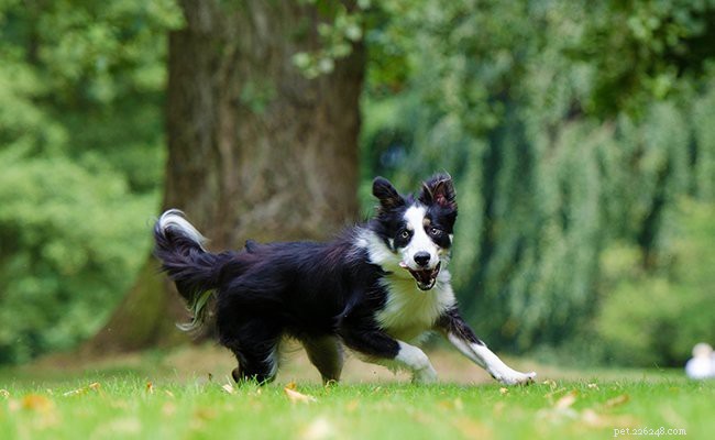 Border Collie Puppies: Complete Guide to Health, Lifespan, and Care