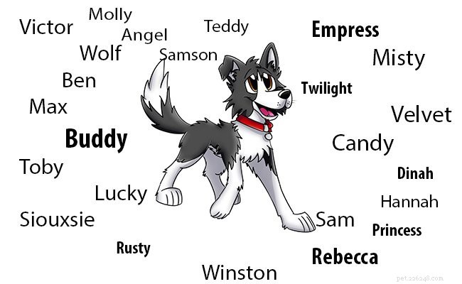 Border Collie Puppies: Complete Guide to Health, Lifespan, and Care