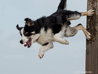 Border Collie Puppies: Complete Guide to Health, Lifespan, and Care