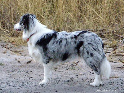 Border Collie Puppies: Complete Guide to Health, Lifespan, and Care