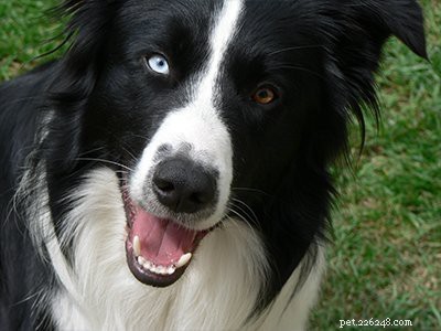 Border Collie Puppies: Complete Guide to Health, Lifespan, and Care