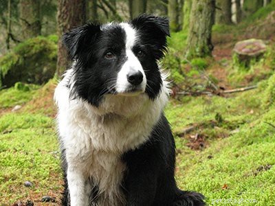 Border Collie Puppies: Complete Guide to Health, Lifespan, and Care