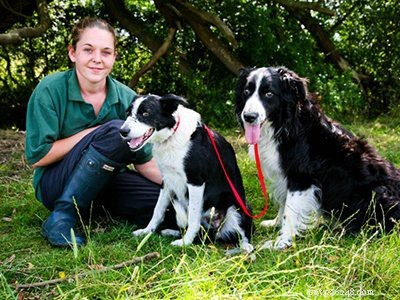 Border Collie Puppies: Complete Guide to Health, Lifespan, and Care