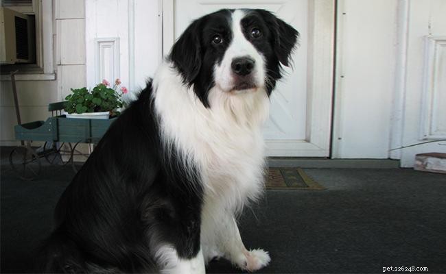 Border Collie-Lab Mix (Borador): Comprehensive Breed Guide