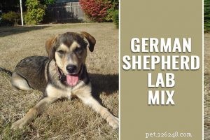 Border Collie-Lab Mix (Borador): Comprehensive Breed Guide