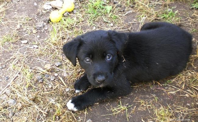 Border Collie-Lab Mix (Borador): Comprehensive Breed Guide