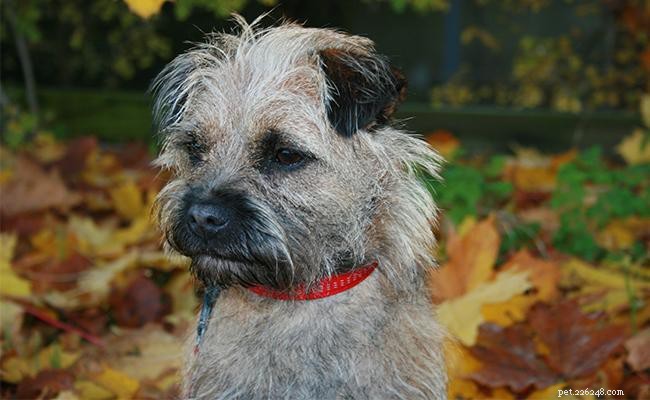 Border Terrier Breed Profile: Size, Temperament, and Care