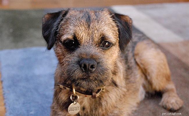 Border Terrier Breed Profile: Size, Temperament, and Care