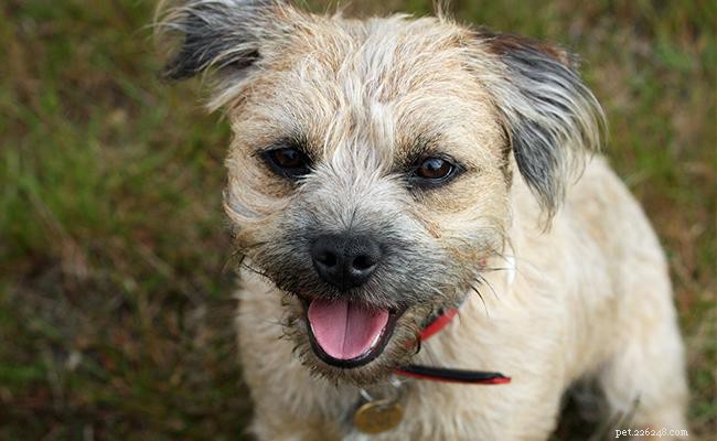 Border Terrier Breed Profile: Size, Temperament, and Care
