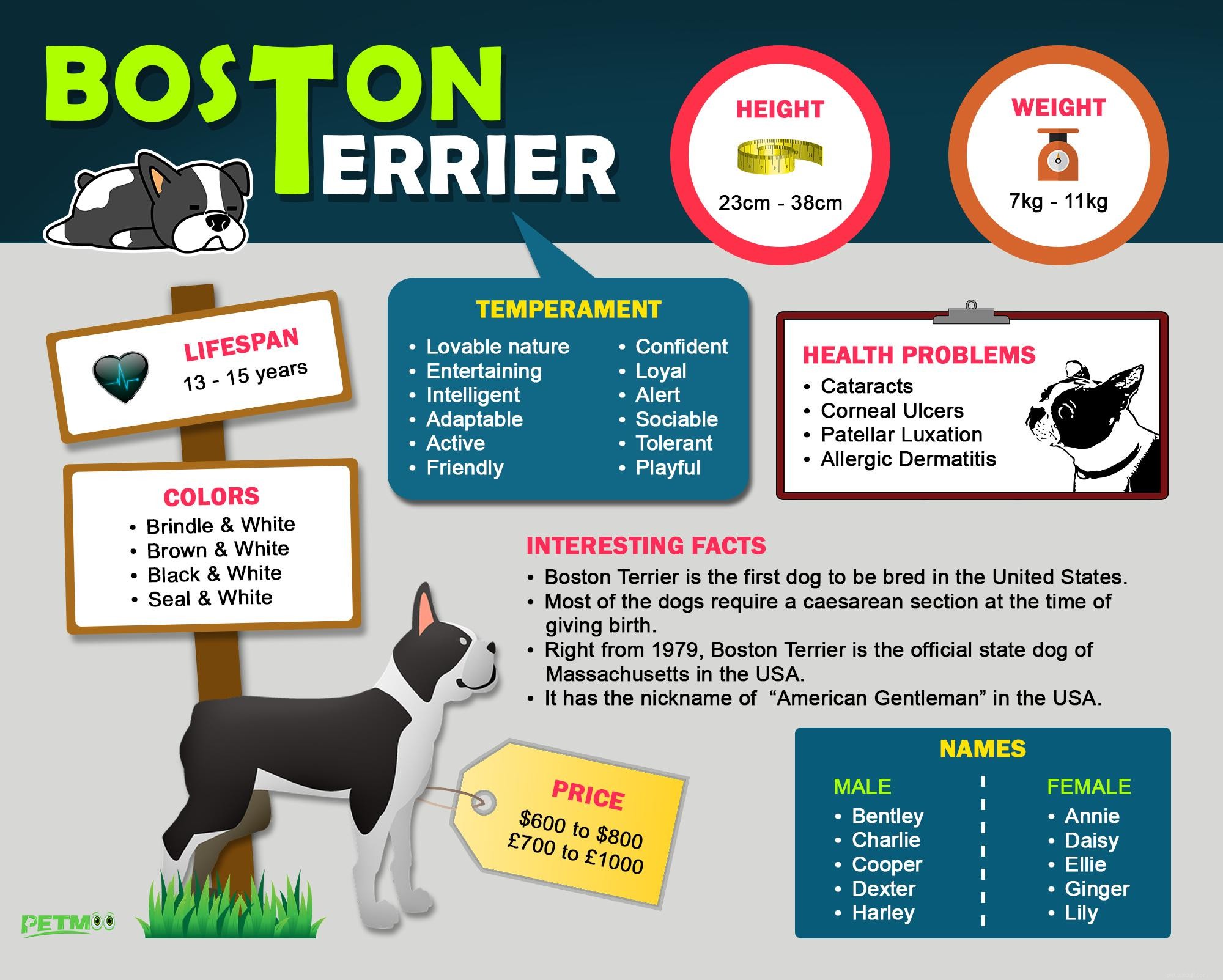 Boston Terrier Breed Overview: Traits, Care, and Why They re Loved