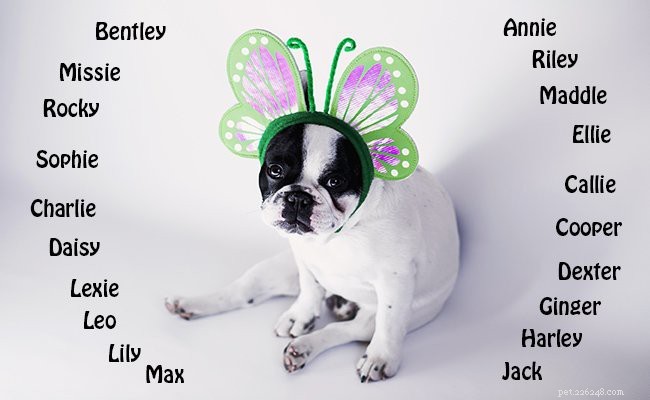 Boston Terrier Breed Overview: Traits, Care, and Why They re Loved