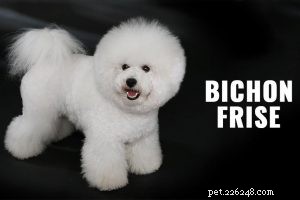 Bouvier des Flandres: Comprehensive Breed Guide & Key Traits