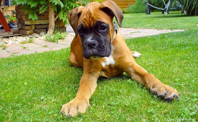 Boxer Puppies: Complete Breed Profile & Video Guide
