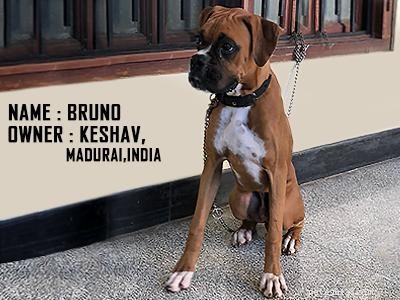 Boxer Puppies: Complete Breed Profile & Video Guide