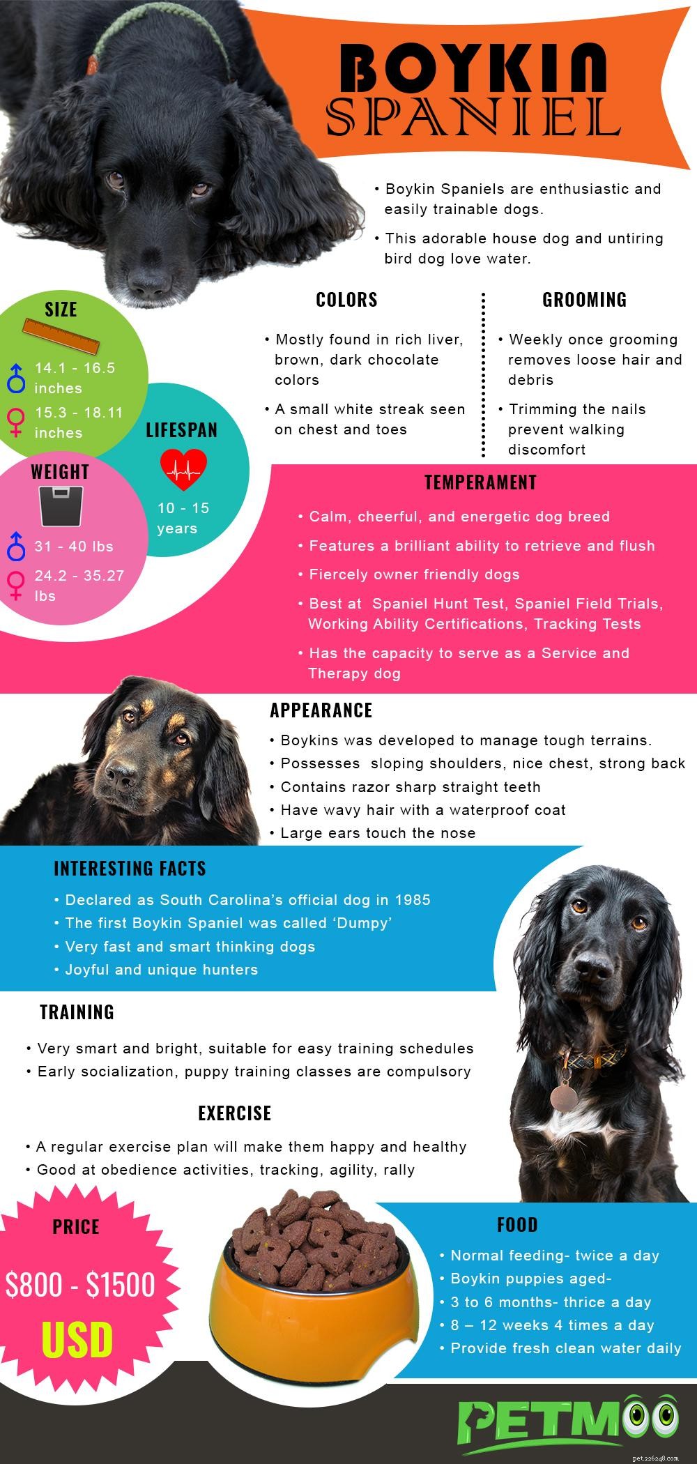 Boykin Spaniel Puppies: Comprehensive Breed Guide