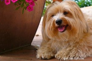 The Briard Dog Breed: Characteristics, Care, and Owner Guide