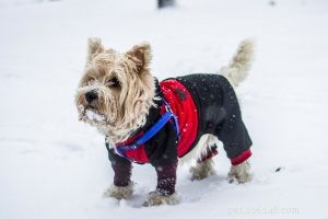 The Briard Dog Breed: Characteristics, Care, and Owner Guide