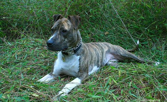 The Brindle Pitbull Owner s Guide: Traits, Care & Tips