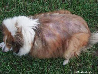 Brittany Spaniel: Comprehensive Breed Profile & Care Guide