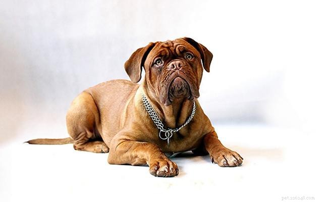 Bullmastiff: Loyal, Protective Family Companion – Key Facts