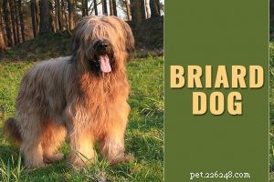 Bullmastiff: Loyal, Protective Family Companion – Key Facts