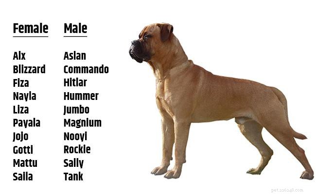 Bullmastiff: Loyal, Protective Family Companion – Key Facts