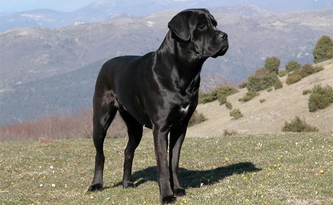 Cane Corso Breed Guide: Characteristics, Colors & Care
