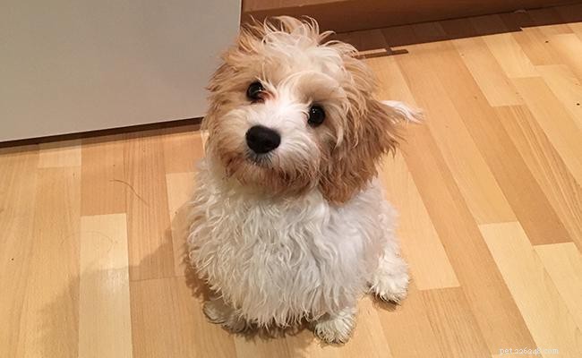 Cavachon Dog Breed Overview: Size, Temperament, and Care