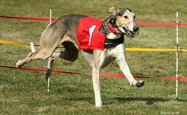 Polish Greyhound (Chart Polski): Comprehensive Breed Profile