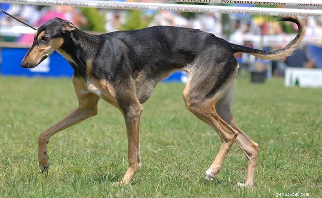 Polish Greyhound (Chart Polski): Comprehensive Breed Profile