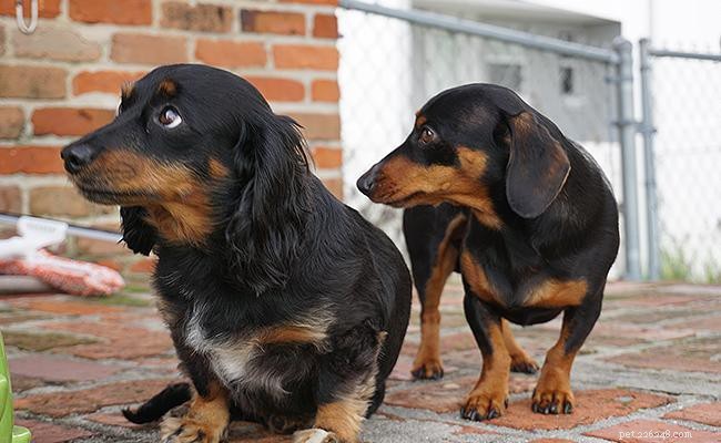 Chiweenie: The Ultimate Guide to the Lap Dog Breed