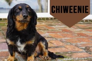 Chorkie Dog Facts: Traits, Care, and Tips for the Cute & Energetic Hybrid