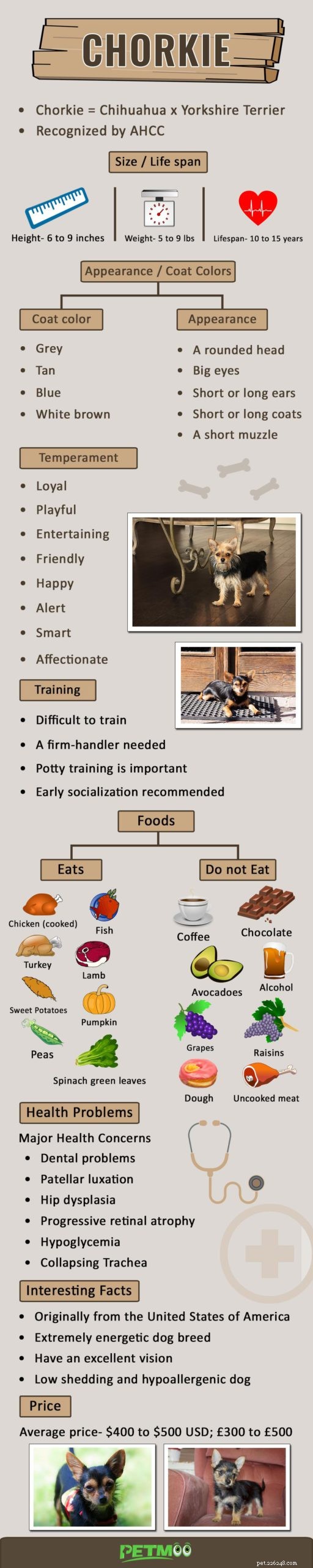Chorkie Dog Facts: Traits, Care, and Tips for the Cute & Energetic Hybrid