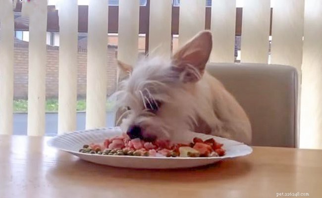 Chorkie Dog Facts: Traits, Care, and Tips for the Cute & Energetic Hybrid