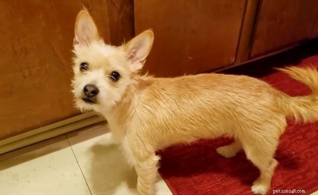 Chorkie Dog Facts: Traits, Care, and Tips for the Cute & Energetic Hybrid