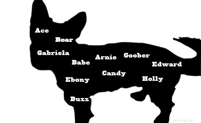 Chorkie Dog Facts: Traits, Care, and Tips for the Cute & Energetic Hybrid